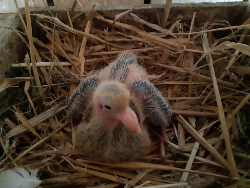 PERECHEA  13 F - Neagra - 05 PUI TEXANI 2020