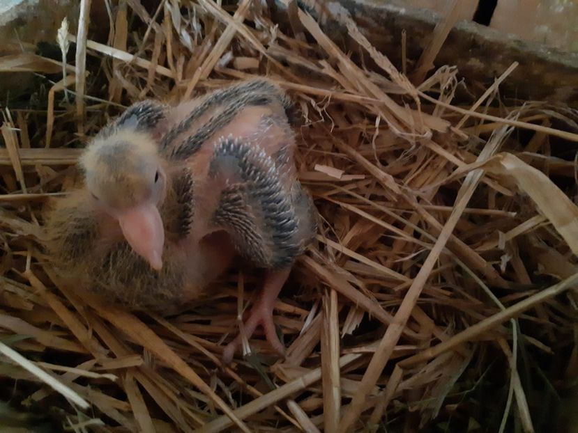  - 05 PUI TEXANI 2020