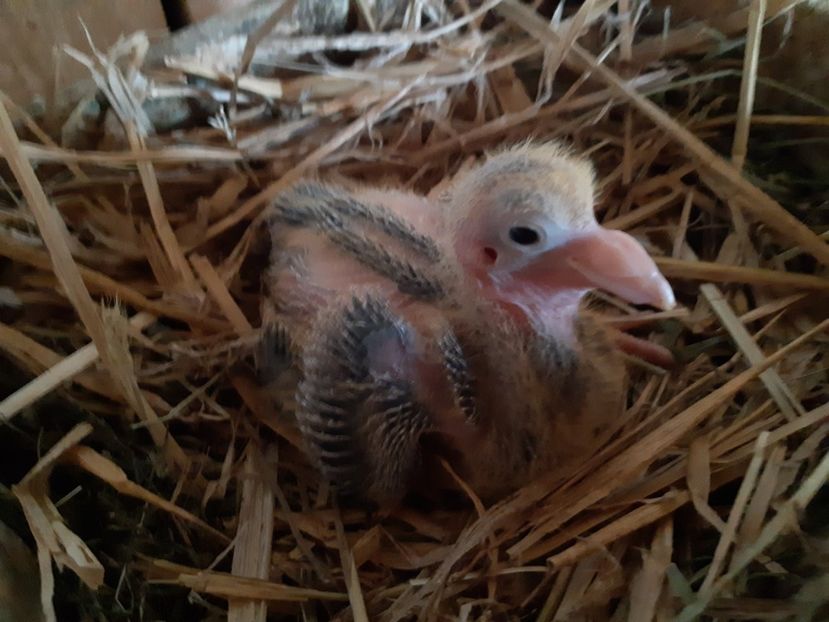  - 05 PUI TEXANI 2020