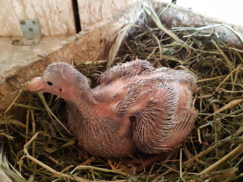 PERECHEA  12 M - Galben - 05 PUI TEXANI 2020