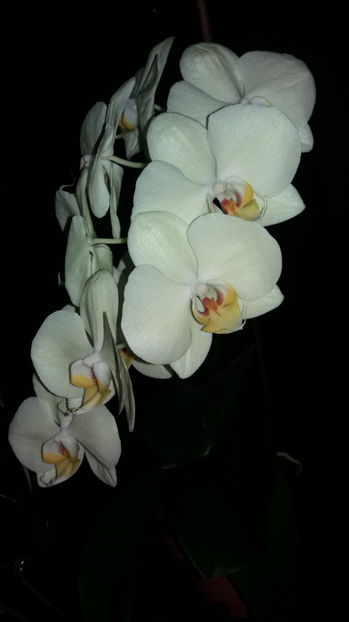  - Orhidee_3_monopodiale