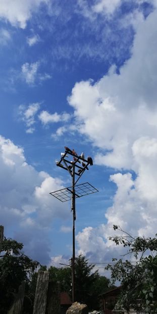  - ZBURATORI-DE-TÂRGOVIȘTE