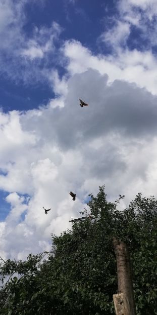  - ZBURATORI-DE-TÂRGOVIȘTE