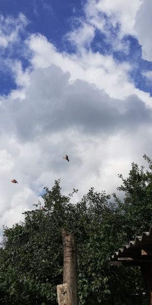  - ZBURATORI-DE-TÂRGOVIȘTE