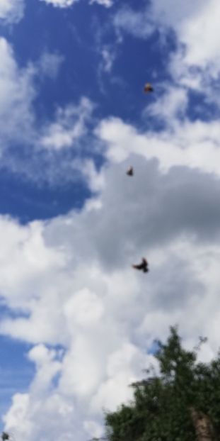  - ZBURATORI-DE-TÂRGOVIȘTE