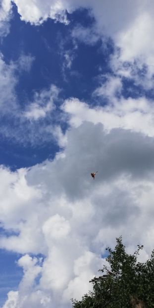  - ZBURATORI-DE-TÂRGOVIȘTE