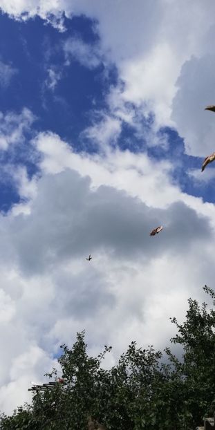  - ZBURATORI-DE-TÂRGOVIȘTE