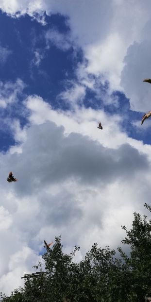  - ZBURATORI-DE-TÂRGOVIȘTE