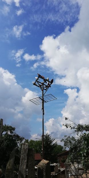  - ZBURATORI-DE-TÂRGOVIȘTE