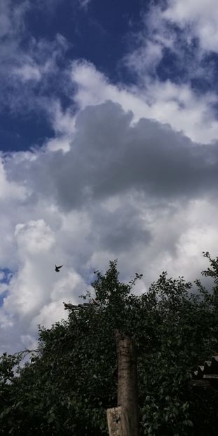  - ZBURATORI-DE-TÂRGOVIȘTE