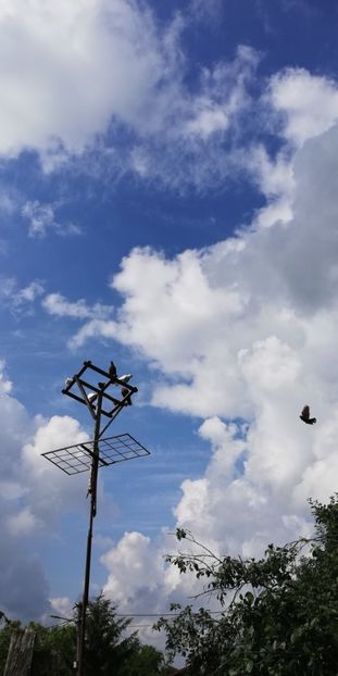  - ZBURATORI-DE-TÂRGOVIȘTE