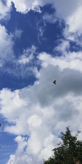  - ZBURATORI-DE-TÂRGOVIȘTE