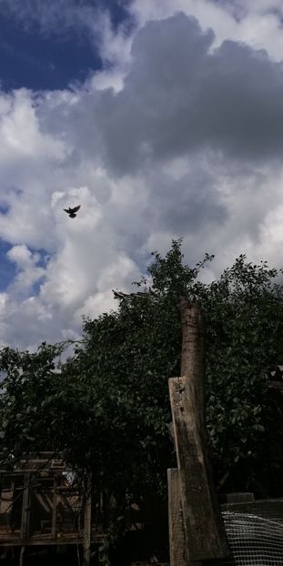  - ZBURATORI-DE-TÂRGOVIȘTE