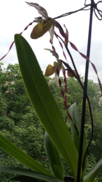 paphiopedilum "philippinense" - Orhidee_5_simpodiale fără pseudobulbi