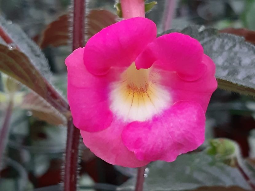 BriD’s Dornröschen - Achi din semințe BriDs 2018