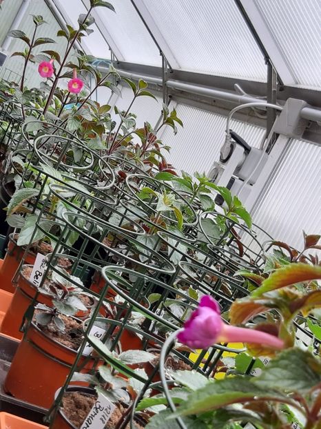20.05.2020 - Achimenes și kohleria 2019