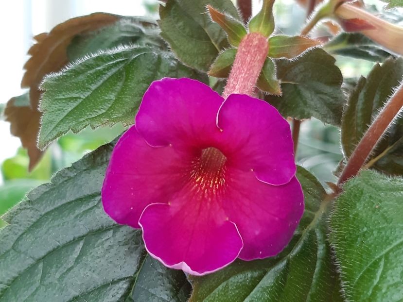 25.05.2020 - Achimenes și kohleria 2019