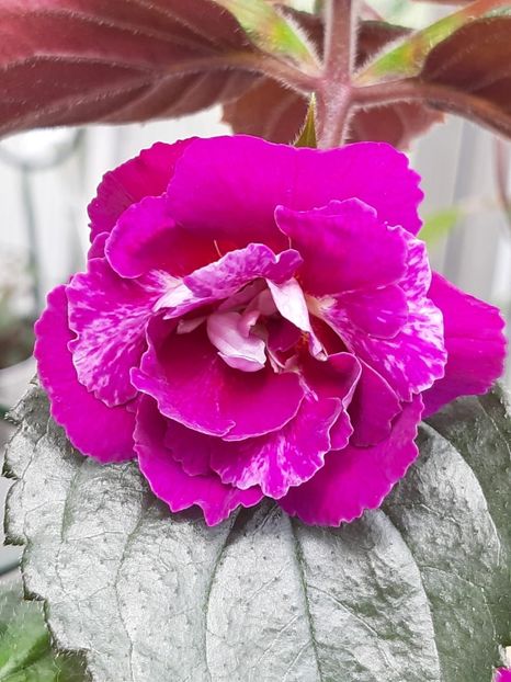 BriD’s Charlotte Teresa - Achimenes și kohleria 2019