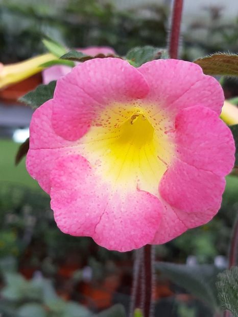 BriD’s Casandra - Achi din semințe BriDs 2018