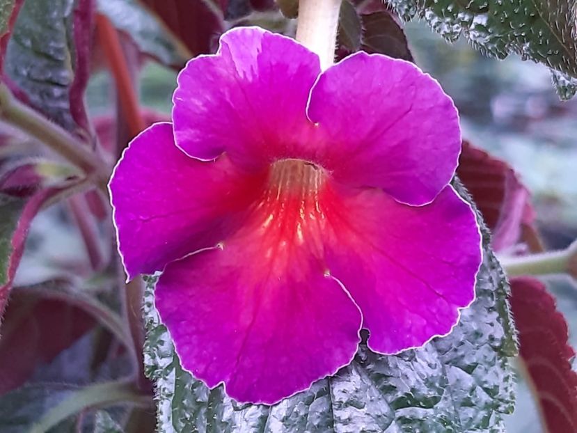 BriD’s Manjana - Achimenes și kohleria 2019