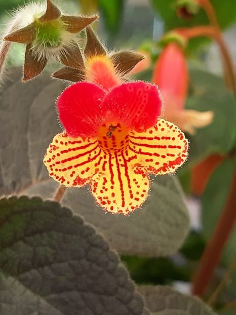 BriD’s - Achimenes și kohleria 2019