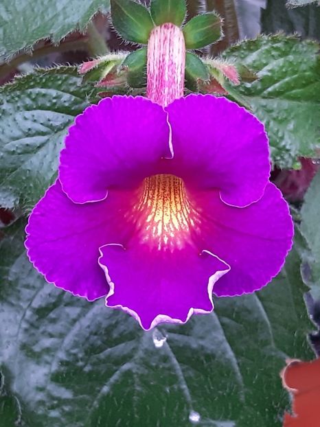 BriD’s Tarek (2020) - Achi din semințe BriDs 2020