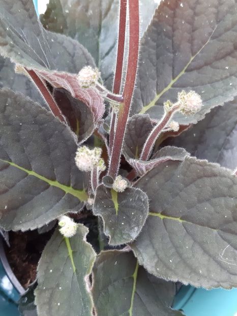 Gloxinia Erinoides - Achimenes și kohleria 2019