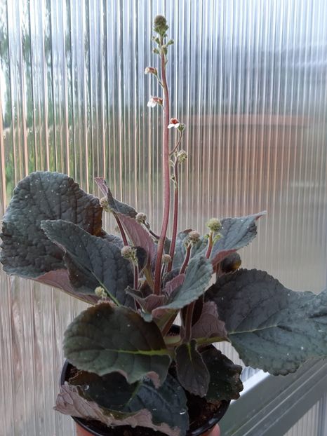 Gloxinia Erinoides - Achimenes și kohleria 2019