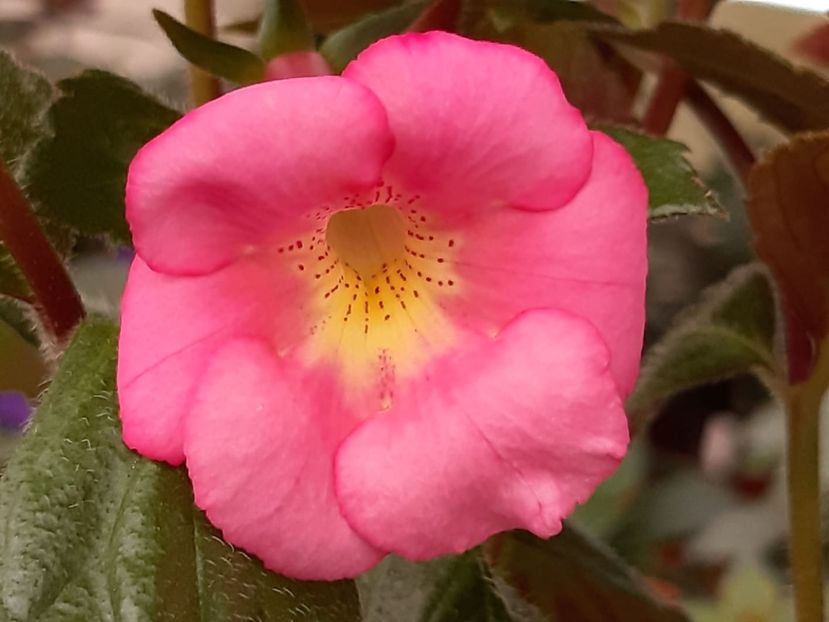 BriD’s Flamingo (2020) - Achi din semințe BriDs 2020