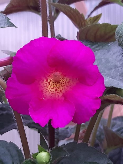 BriD’s Verena (2019) - Achimenes și kohleria 2019