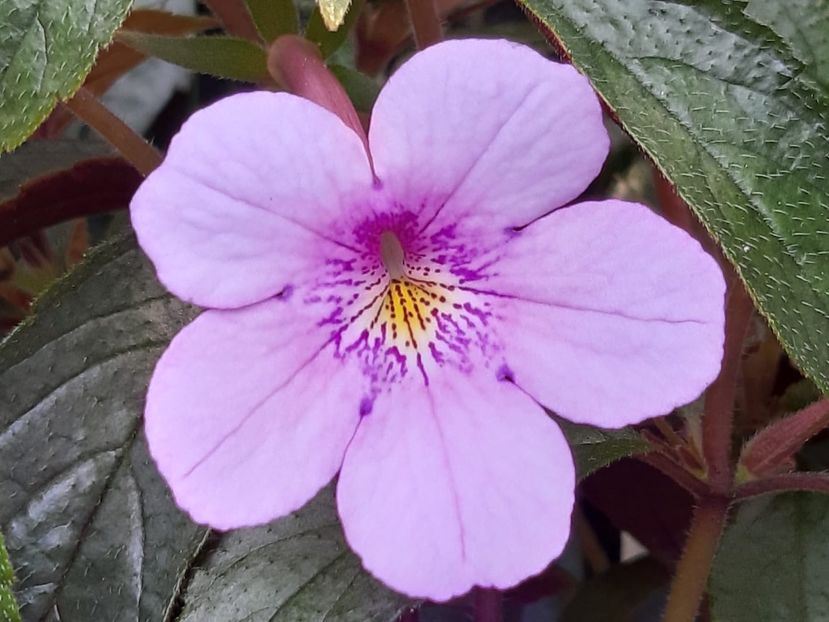 Dot - Achimenes și kohleria 2019