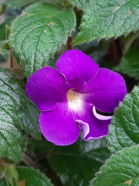 BriD’s Veilchenblau (2019) - Achimenes și kohleria 2019