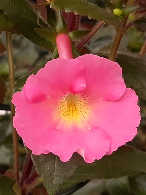 BriD’s Flamingo (2018) - Achimenes și kohleria 2019