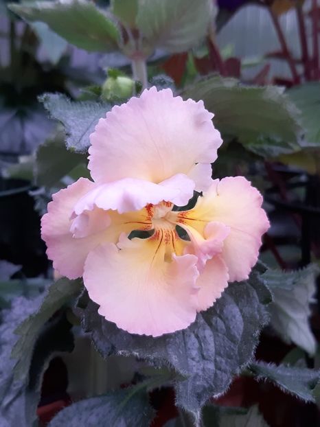 BriD’s Lilifee (2019) - Achimenes și kohleria 2019