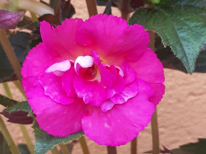 BriD’s Margret Bongard (2019) - Achimenes și kohleria 2019