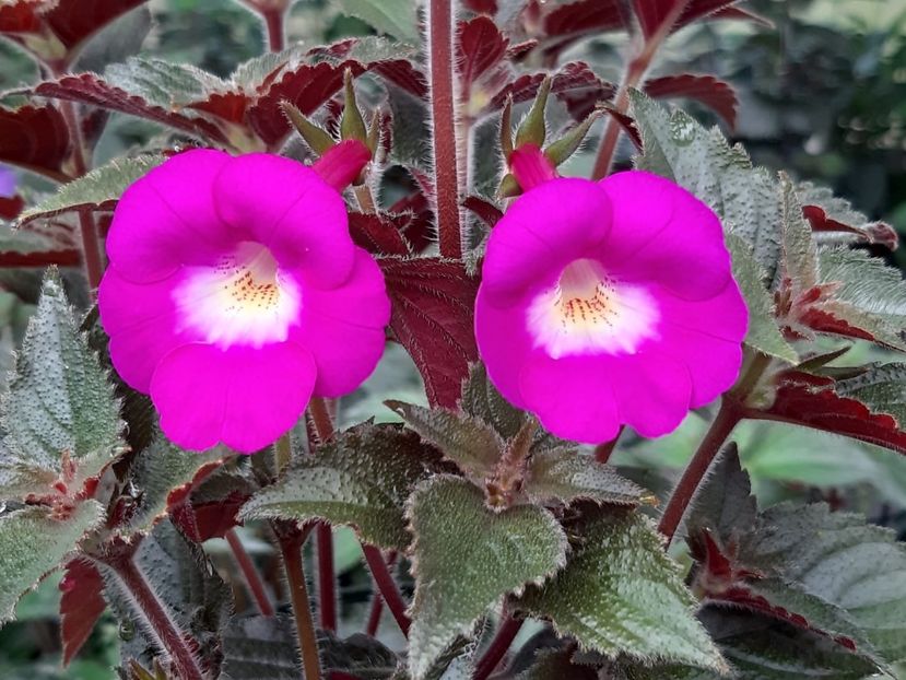 BriD’s Ema - Achimenes și kohleria 2019