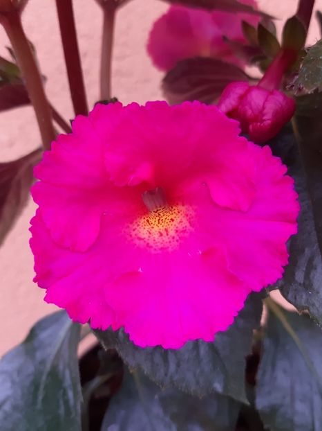 BriD’s Pink Lili - Achimenes și kohleria 2019