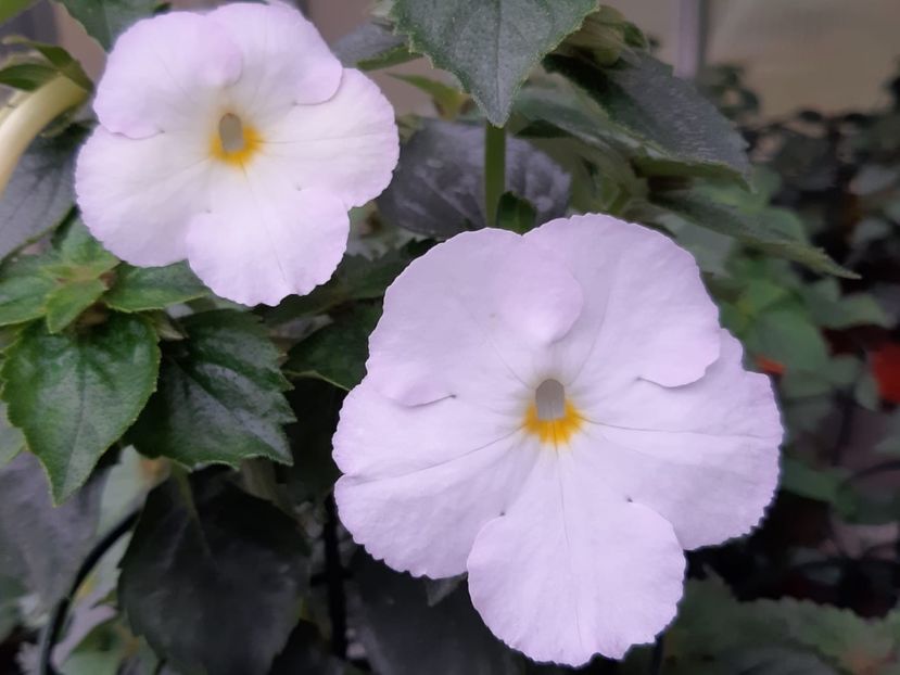 BriD’s Alba - Achimenes și kohleria 2019