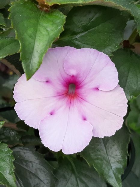 BriD’s Flora - Achimenes și kohleria 2019