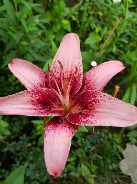 Purple dreams - Crini