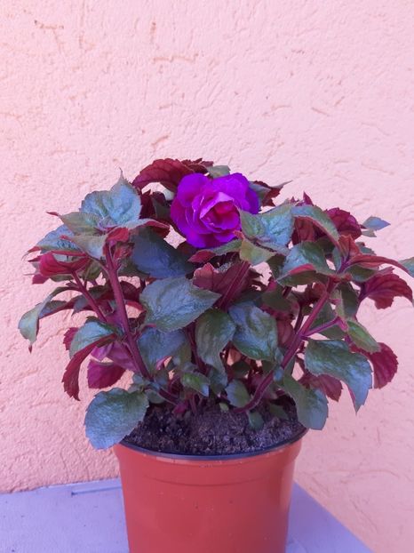 BriD’s Nataly (2020) - Achi din semințe BriDs 2020