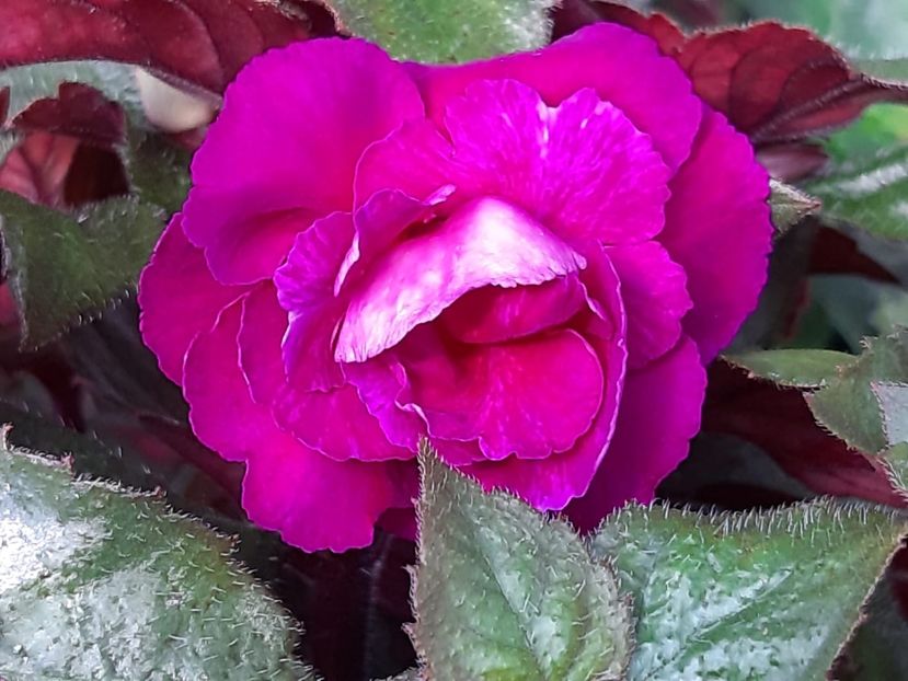 BriD’s Nataly (2020) - Achi din semințe BriDs 2020