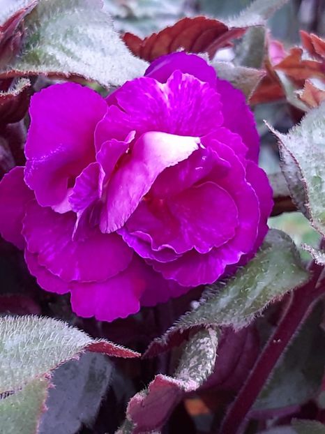 BriD’s Nataly (2020) - Achi din semințe BriDs 2020