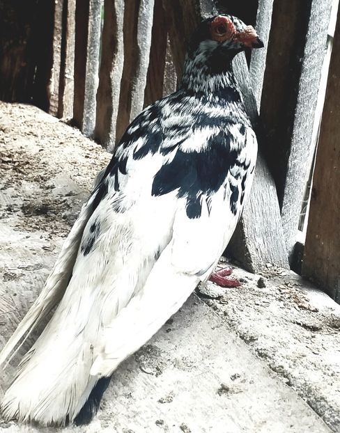  - Porumbei Mei - 2020