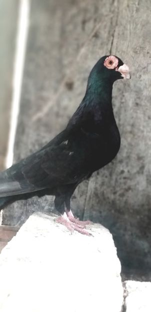  - Porumbei Mei - 2020