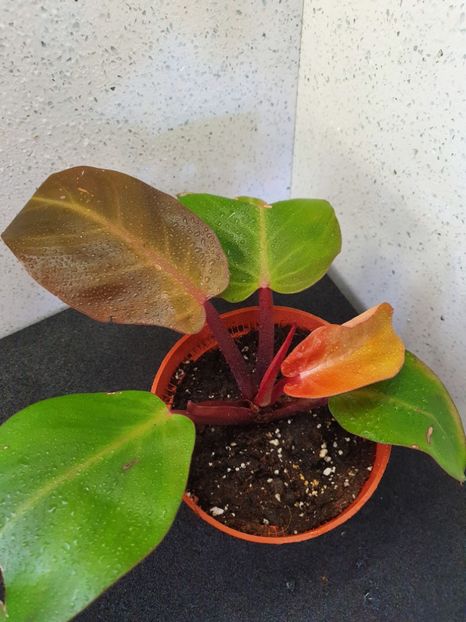 1 - Philodendron PRINCE OF ORANGE