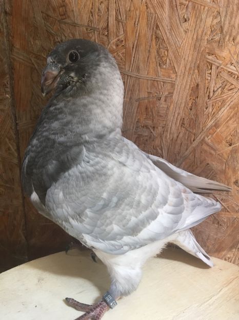 346AC3B5-6FA7-4831-AD35-D742B20ADA47 - Pui AGH 2020