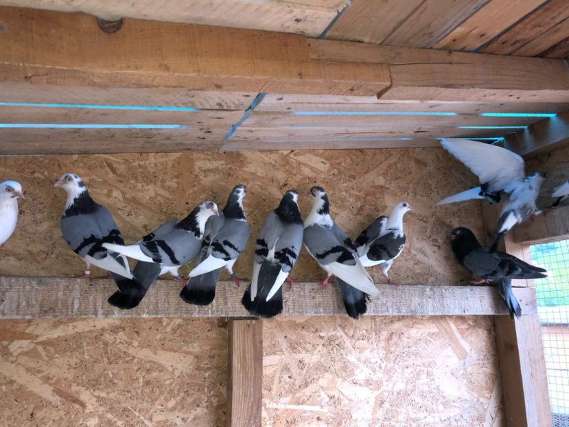  - Voliera numărul 4