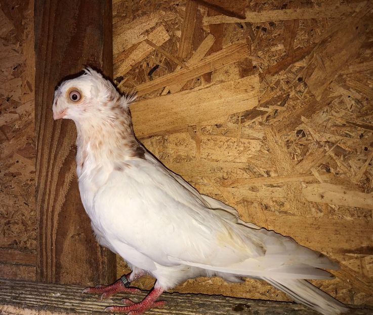 8559  mascul  2020_2 - pui 2020 BM