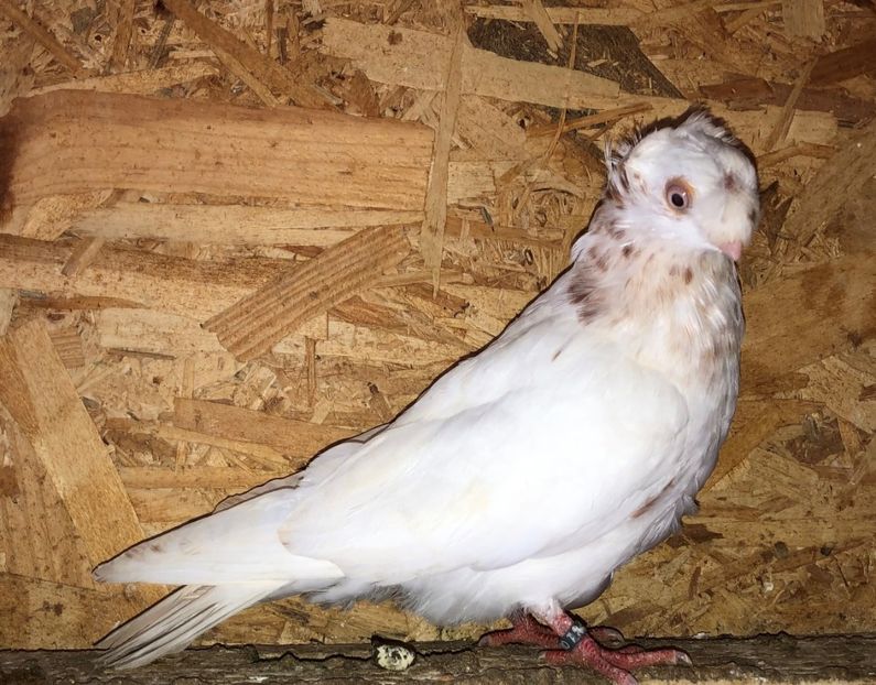 8559  mascul  2020_1 - pui 2020 BM